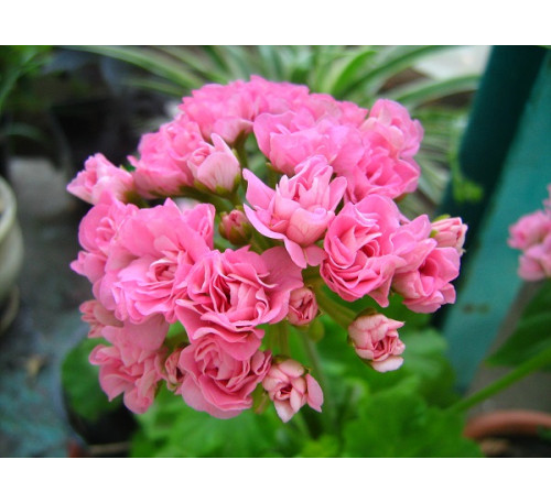 Пеларгонія зональна Australien Pink Rosebud